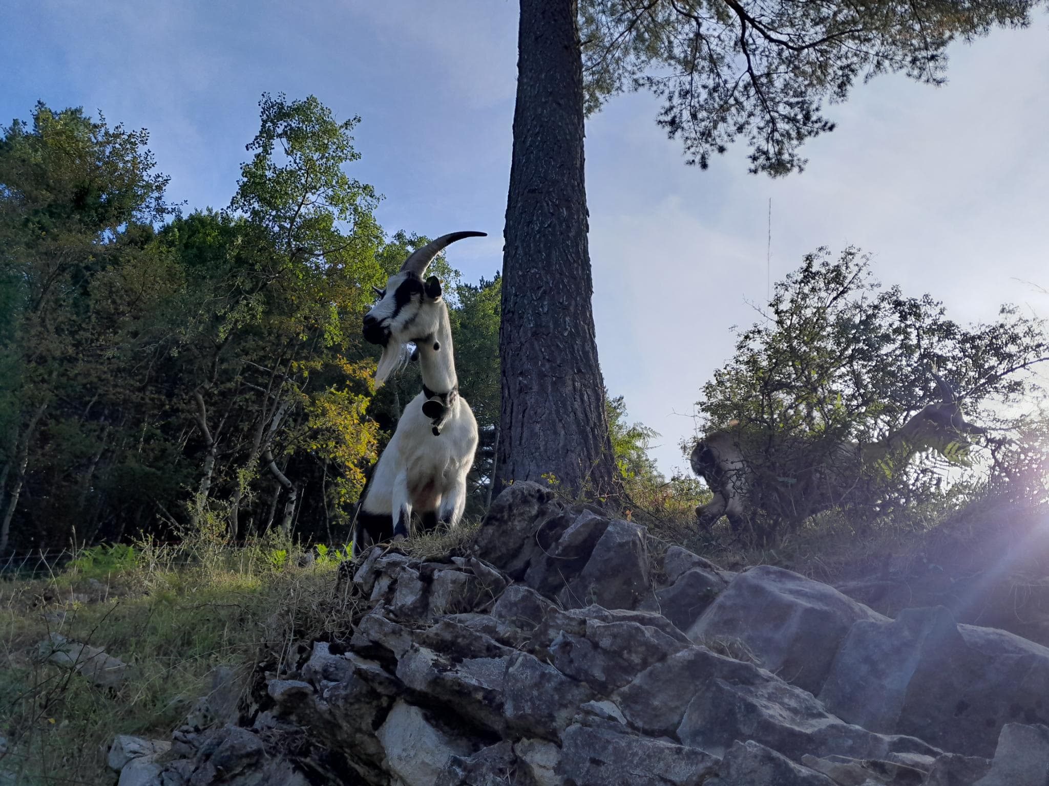 Tiere 1