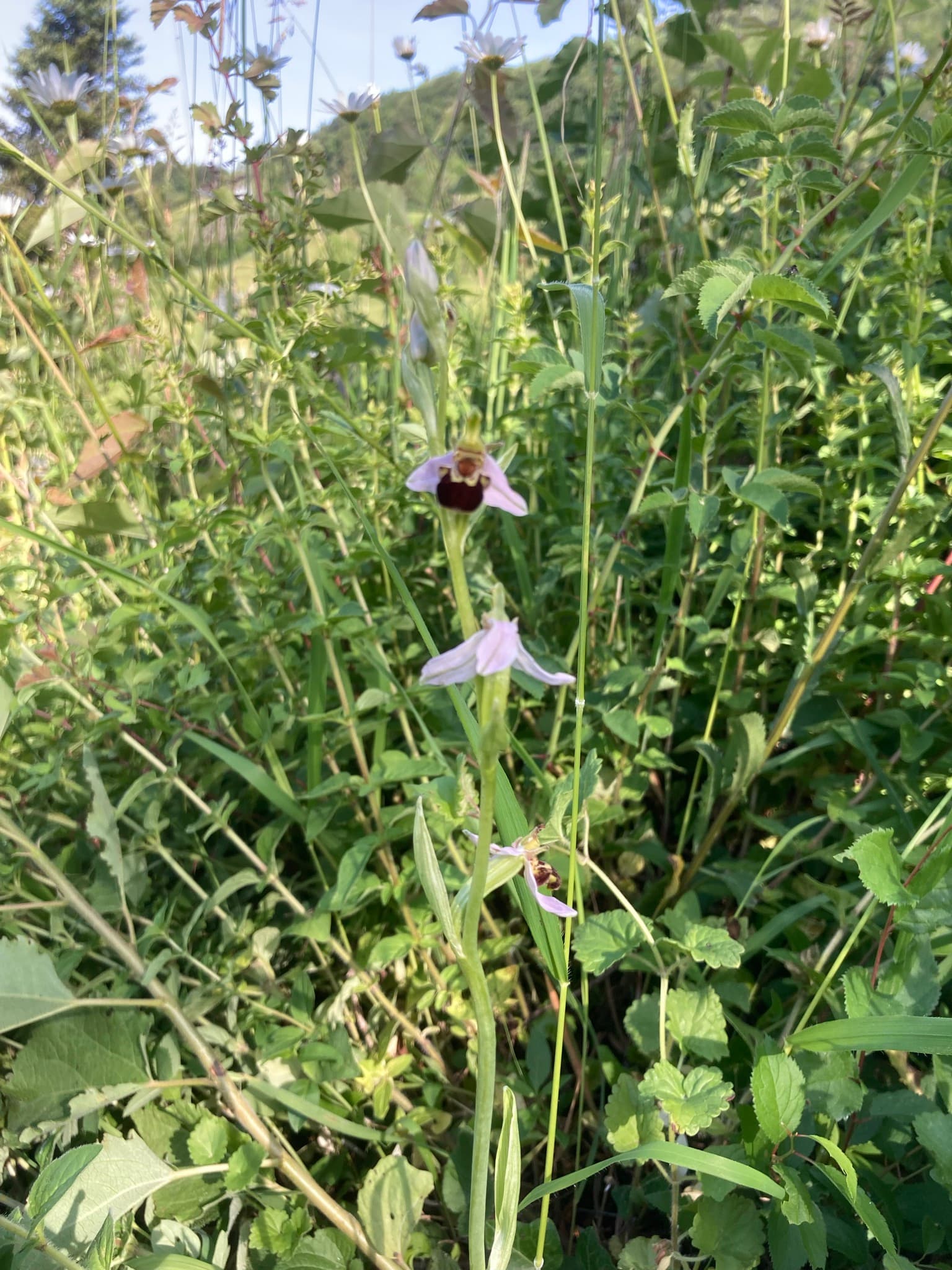 Biodiversität 1